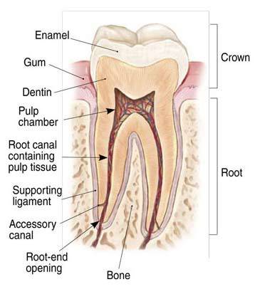 درمان عصب کشی دندان کودکان